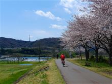 キャンプ座間日米親善桜まつりに行ってきました。 キャンプ座間日米親善桜まつりに行ってきました。