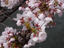 柄にもなく・・・・・お花見！