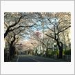 桜の回廊から(｡･_･｡)ﾉ
