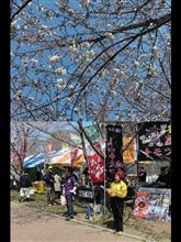 北本市さくらまつり