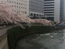 桜満開 桜満開