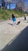 愛犬と桜