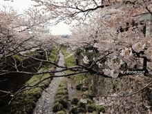 桜坂~♪ 桜坂~♪