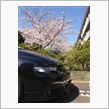 桜とオデッセイ