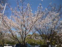 桜！満開！