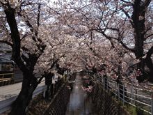 桜o(^▽^)o綺麗でした‼
