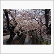 桜o(^▽^)o綺麗でした‼
