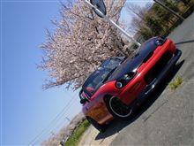 桜とカプチ＾＾