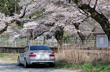 身延沿線　桜　ドライブ　（塩之沢）