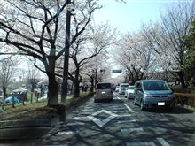 花見、ではなくて。