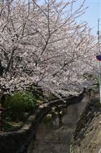 桜が満開だったので突撃して来たでござる。 