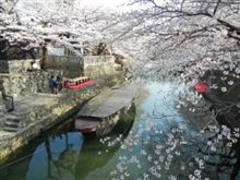 水都旅　大垣　桜