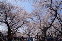 小金井公園で花見