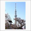 くに散歩･･･スカイツリーと桜