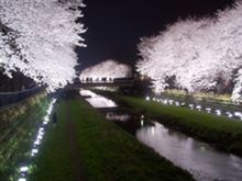 野川桜ライトアップ