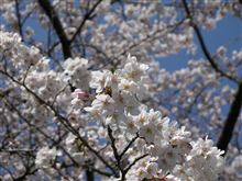 ４月８日日曜日の日記　桜まつり　昼