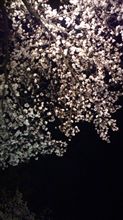 4月9日 やなこと