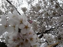 今年の花見♪
