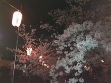 夜桜です‼