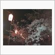 夜桜です‼