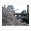 2012 サクラの便り・・・⑦