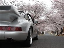 Cherry blossom ～♪