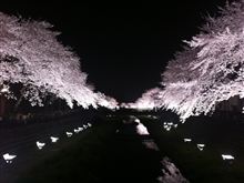 野川桜ライトアップ