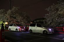 夜桜・・・。