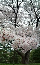 さくら組 さくら組