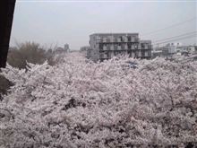 満開