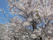 やっと　お花見してきたよ(o^_^o)