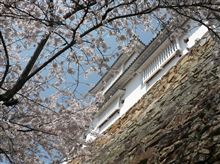 鶴山公園の桜