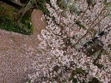 借景・・・散った桜