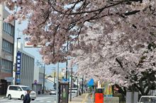 桜満開