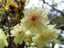 御衣黄桜 御衣黄桜