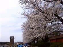 お花見いってきました