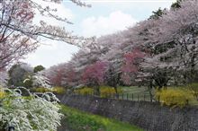 花の祭典！in 昭和記念&quot;公演&quot;♪