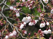 桜咲く 桜咲く