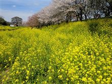桜散る散る