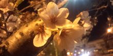 ょ桜 ょ桜