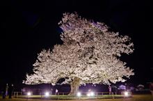夜桜練。