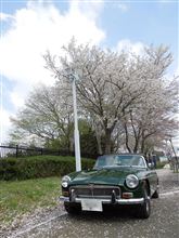 MGB ☆ 桜舞う。kimさんも舞う、