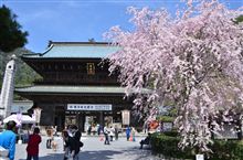 ◆◆身延山　久遠寺枝垂れ桜◆◆