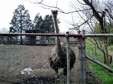 那須　アルパカ牧場
