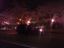 夜桜って