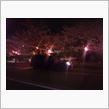 夜桜って