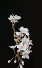 黒桜漆