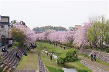 野川のしだれ桜
