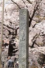 天然記念物山高神代桜
