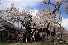 神代桜